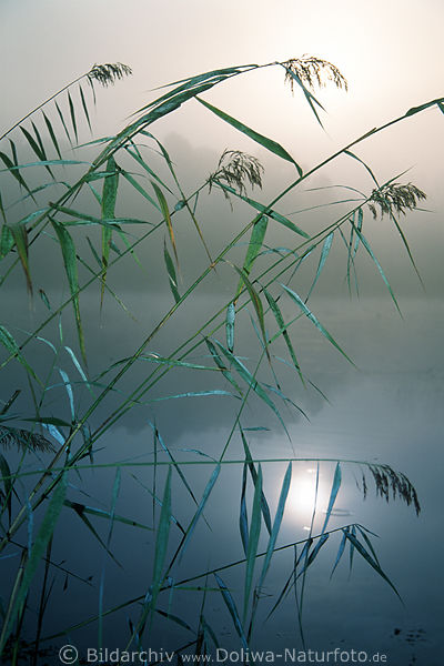 Schilf grne Grser vor Sonne in Nebel kalte Seestimmung am Wasser Natur