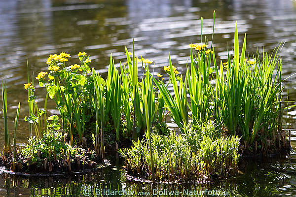 Schilf frische Grnsprossen in Wasser Frhlingsschilf am Teichufer