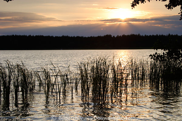 Schilfgrser in Wasser Sonne Strahlen in Gegenlicht, Schilfrohr Grser in Naturfoto, Stimmung ber See