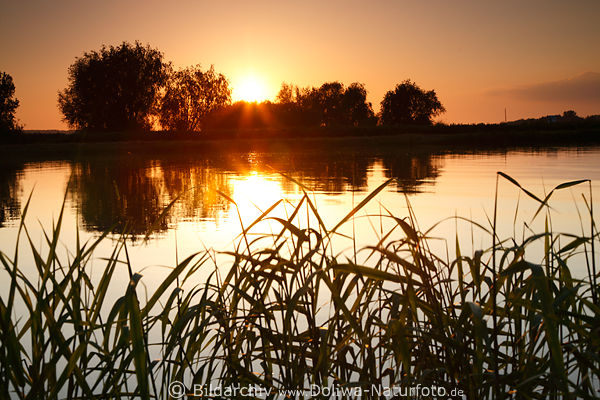 Grser des Schilfs am Fluufer im Wasser bei Sonnenuntergang Naturstimmung Foto in Gegenlicht