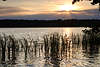 Schilfgrser in Wasser Sonne Gegenlicht Strahlen Schilfrohr Grser Naturfoto Stimmung ber See