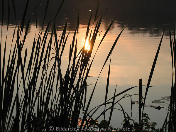 Schilf Sonne Spiegelung im See Schilfgrser Reflexe