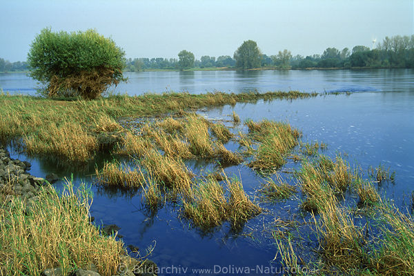 Schilfgras am Flussufer nach Hochwasser Naturerholung