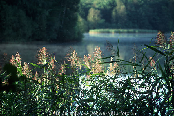 Schilfgras in Sonnenlicht am See im Nebel ber See Bume Mcken ber Wasser