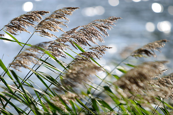 Schilfgrser in Wind Sonnenschein Reflexlichter auf Wasserwellen romantisches Gegenlicht