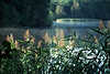 2888_SSchilfgras in Sonnenlicht am See im Nebel ber See Bume Mcken ber Wasse