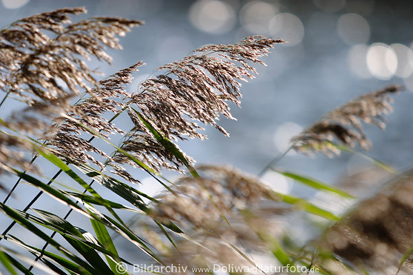 Schilfgrser in Wind Gegenlicht am Wasser Schilfrohr Sonnenreflexe Lichtkreise