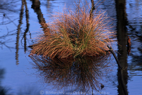 Gras im blauen Moorwasser