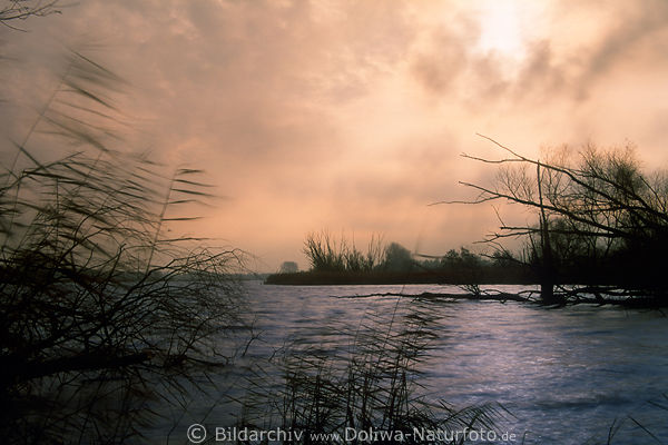Schilfgras in Unwetter Naturfoto windige Seenlandschaft in Wind unheimliche Naturstimmung