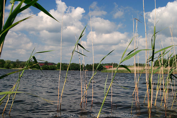 Schilfgras in See Wasserwellen vor Wolken am Himmel