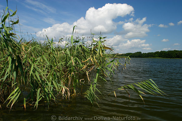 Schilfgrser im See unter Cumuluswolken Wasserlandschaft Natur Stimmung