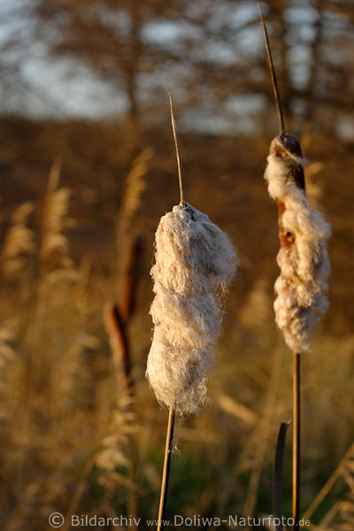 Rohrkolben Paar Schilfrohr Rhricht Naturbild in Abendlicht Wasserpflanze am Seerand