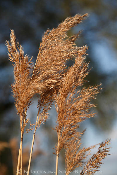 Schilf rotbraunen Sammelbltenstnde Naturbild Rispen der Uferpflanze am Feuchtgebiet auf Stngel in Sonne