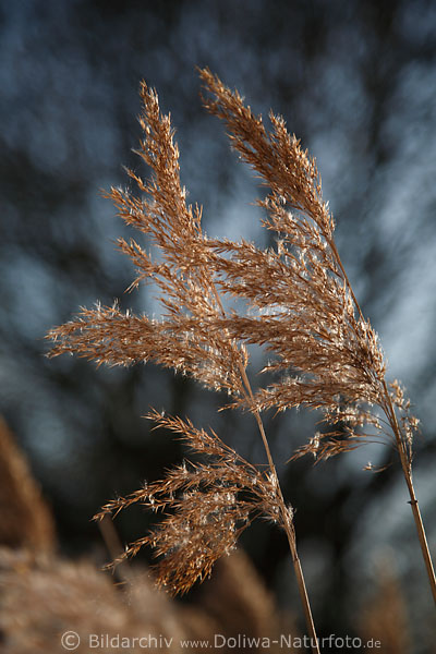 Schilf-Bltenrispen braunrote Ktzchen Paar auf Stngel