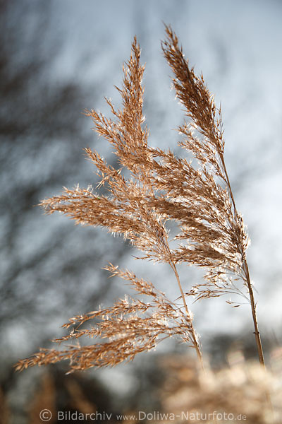 Schilfwedel rotbraun Bltenrispen in Gegenlicht Naturbild Stngel in Sonnenglanz