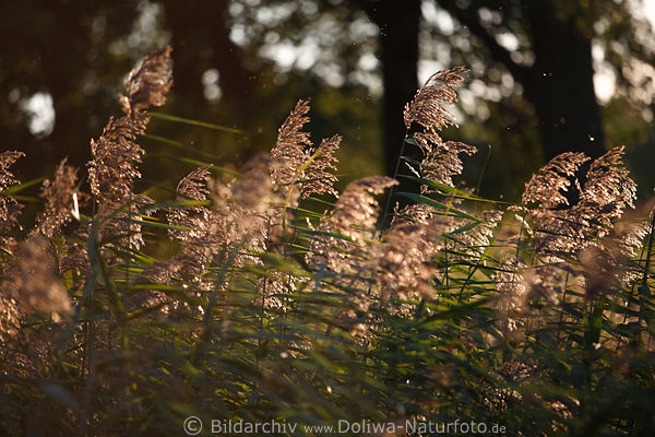 Schilfgrserfeld braune Bltenrispen Schwaden Stimmungsbild in Wind Abendsonne Gegenlicht