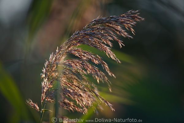 Rhricht Schilfrohrgras Bltenrispe Naturbild in Sonne Gegenlicht