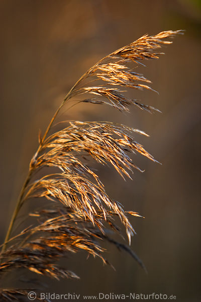 Schilfrohr braune Bltenrispe Rhricht Naturfotos in Abendsonne, Uferpflanze Grser Fotografie in Abendlicht