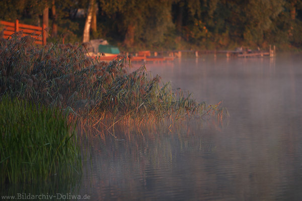 Schilfufer Morgenstille in Nebel Sonnenlicht Morgengrauen ber See Naturfoto