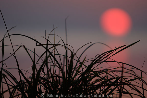 Schilfgrser vor Rotkugel der Sonne in Abendstille
