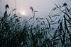 2481_Schilfgras Schwaden Seggen vor Sonne im Nebel ber See Morgendmmerung