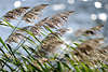 509596_Schilfgrser in Wind Sonnenschein Reflexlichter auf Wasserwellen romantisches Gegenlicht