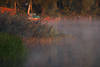 607453_Schilfufer Morgenstille in Nebel Sonnenlicht Morgengrauen ber See Naturfoto