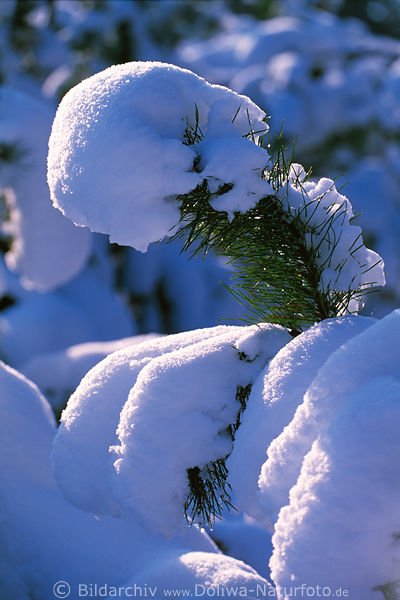 Schneewehe Schneekuppel auf Nadelzweig Wintersonne Makro-Deteil