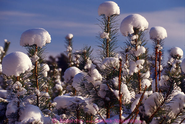 Schneekapuzen auf Zweigspitzen Winterwehen auf Kieferbaum Zweigen