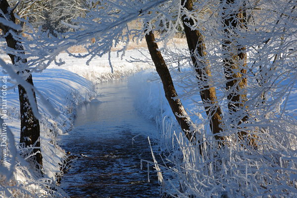 Flussufer-Winterflora in Eisschnee am Wasser Froststarre Rauhreif Naturfoto