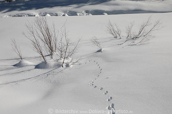 Tierspuren um Strucher verschneite Zweige in Schnee Winterlandschaft Naturfoto