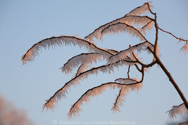 Rauhfrost Baumzweig Rauhreif Eiskristalle K�lte Frost Sonnenschein