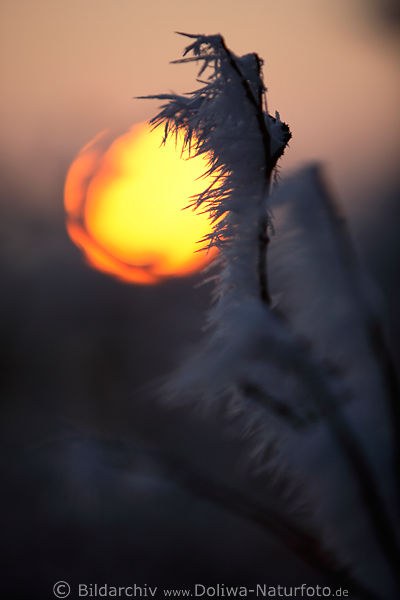 Reif am Ast Rauhfrost Eiskristalle vereister Zweig vor Sonne rotgelb gro