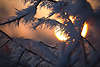 711505_ Sonnenkugel, groe Sonne hinter vereisten Strauchzweigen mit Eiskristallen, in Rauhfrost, Zweig in Reif