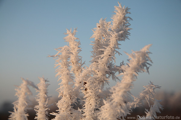 Eisreif Rauhfrost Rauhreif Winterfoto auf Pflanzenstrauch vereiste Zweige Eiskristalle