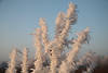 711491_Eisreif Rauhfrost Rauhreif Winterfoto auf Pflanzenstrauch vereiste Zweige Eiskristalle