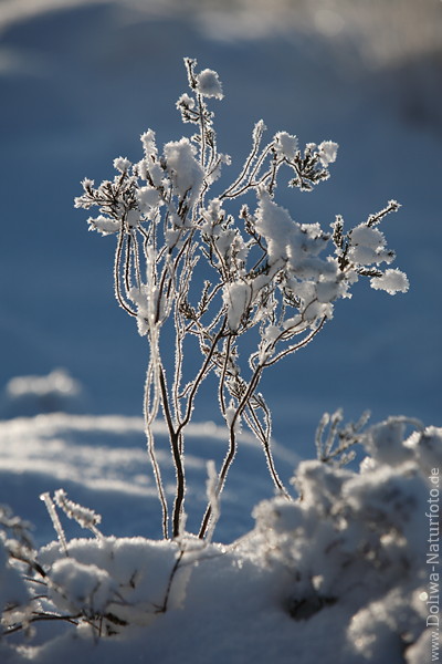 Filigranes Zweiggeflecht in Eisreif Gegenlicht Schnee Frost Winterdetail romantisches Naturfoto