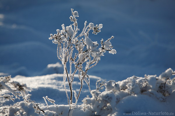 Filigrangeflecht vereist in Rauhfrost Schnee Gegenlicht Winter-Naturbild