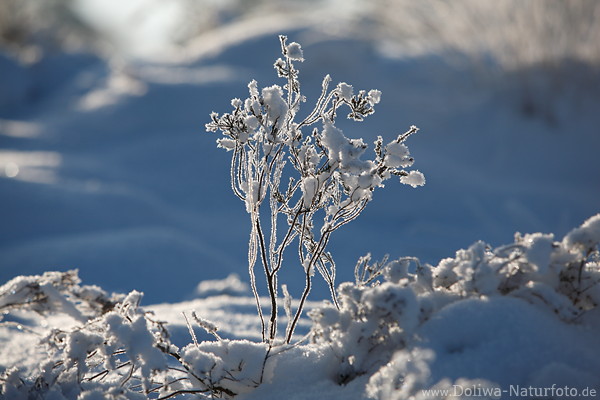 Filigranes Strauchgeflecht in Rauhreif Schnee Gegenlicht beleuchtet Winterbild