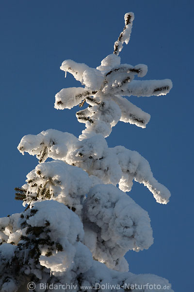 Kiefertanne Schneebaum beklebt mit vereisten Eisschnee weie Winterpracht Naturfoto