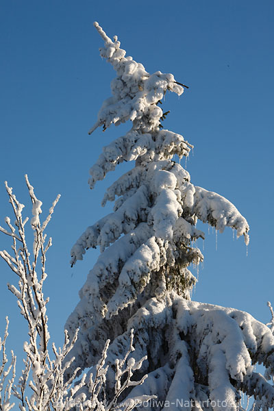 Kieferbaum mit Schnee Eiszapfen Tanne beklebt Naturfoto winterliche Klte