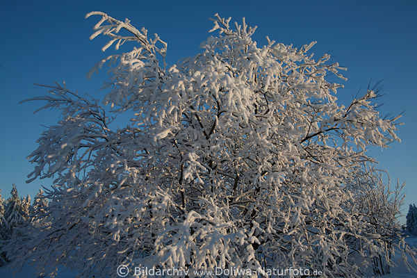 Baum im dicken Schnee Winterbild, verschneite Zweige weie frostige Natur