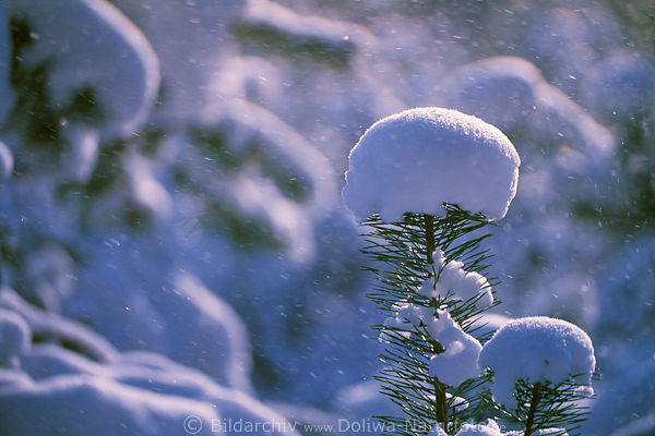 Schneekapuzen Winterromantik Nadelzweige in Schneefall