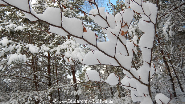 Schnee auf Astzweig Winterbild Wald Strauch weisse Kapuzen verschneite Flora Naturfoto
