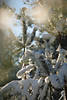 210130_ Tannenwipfel Schnee Nadeln in Gegenlicht Winterbild Kieferspitze Naturfoto
