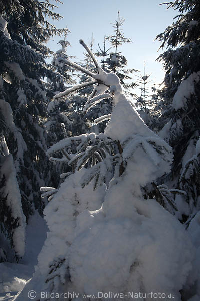 Waldtanne in Eisschnee in Sonne-Gegenlicht weie Winterpracht Romantik winterliche Klte