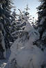 101118_Waldtanne in Eisschnee vor Sonne-Gegenlicht Naturbild in weien Winterpracht, Romantik in winterlichen Klte