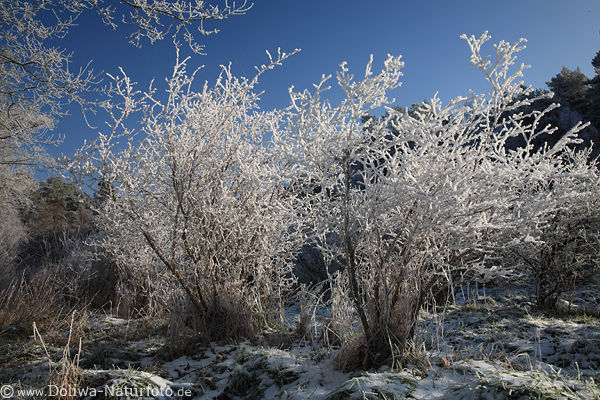 Raureif Eisschnee Strucher Frostzweige weie Winterpracht