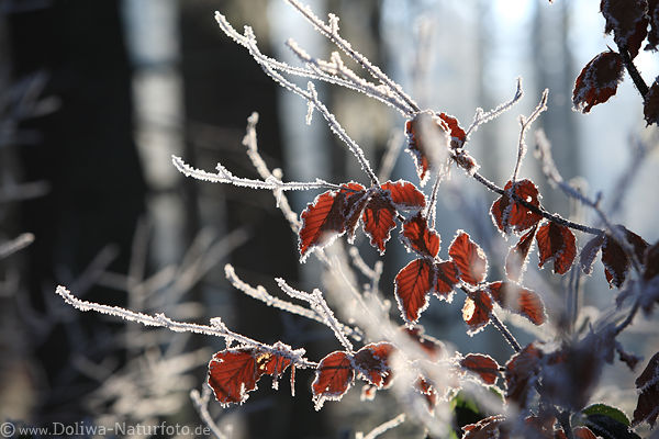 Raureif Eisstcke rote Bltter wei Winterwald Gegenlichtsonne Natur