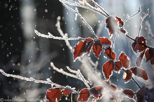 Schneeflocken Bltter Raureif Eiszweige Gegenlicht wei Winterwald Natur